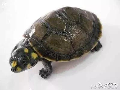 龟龟丞相,龟丞相