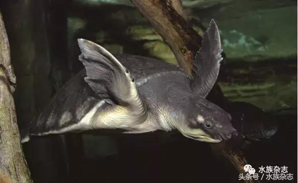 龟龟丞相,龟丞相