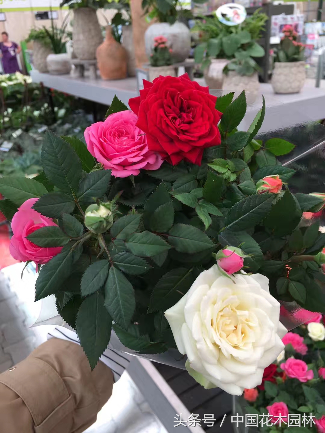 荷兰花园店值得购买的产品,荷兰花园店必买的产品