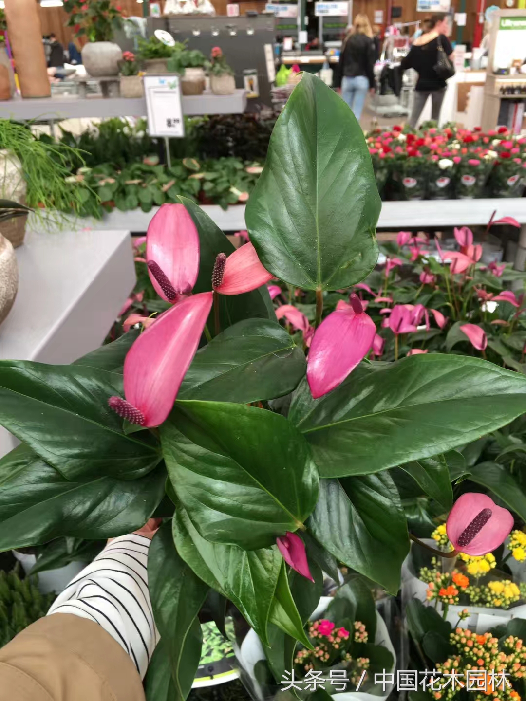 荷兰花园店值得购买的产品,荷兰花园店必买的产品