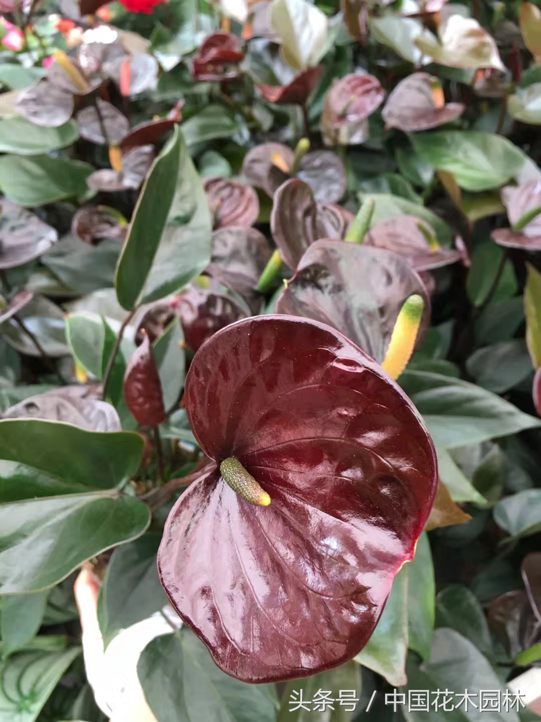 荷兰花园店值得购买的产品,荷兰花园店必买的产品