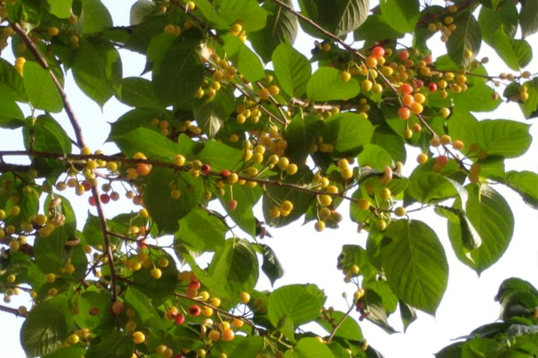 樱桃长得稀是怎么回事,樱桃长成的过程