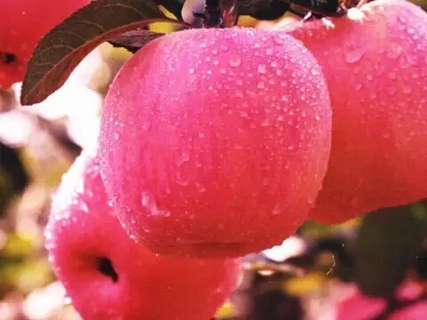 必看属于违禁词吗,必看的意思