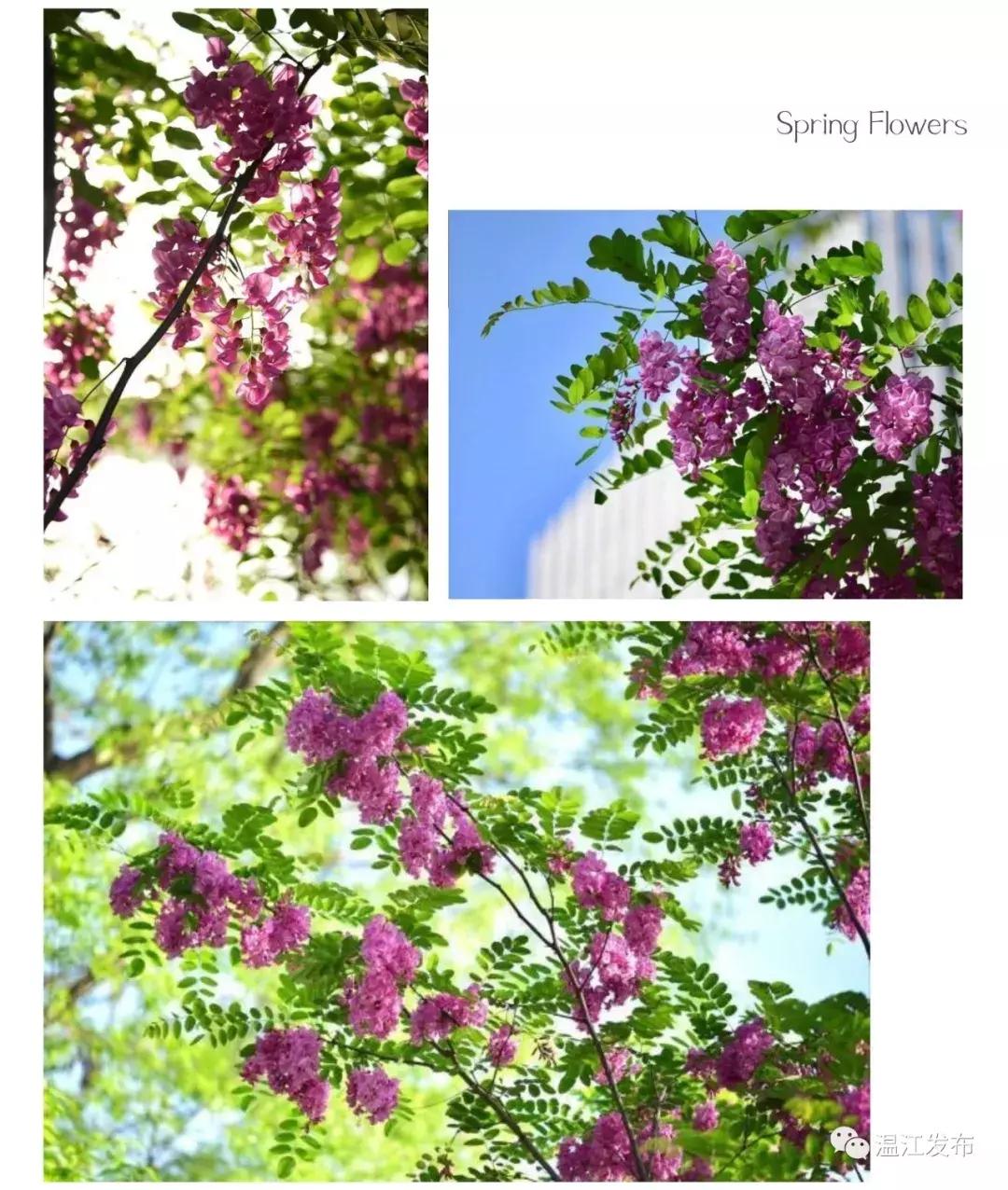 四月的温江步步是惊喜,世界级赛马比赛正在这里隆重举行