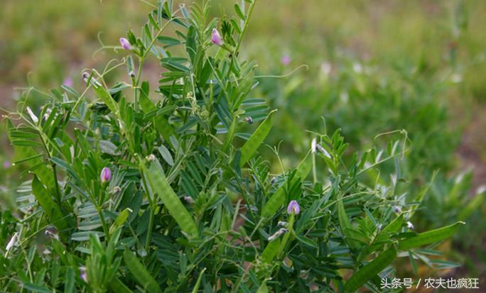 这种野果子曾是农村娃的零食,小时候有一种能吃的野草的果实