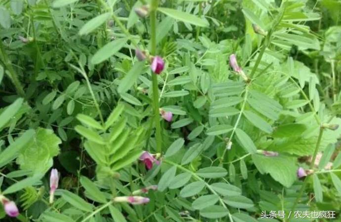 这种野果子曾是农村娃的零食,小时候有一种能吃的野草的果实