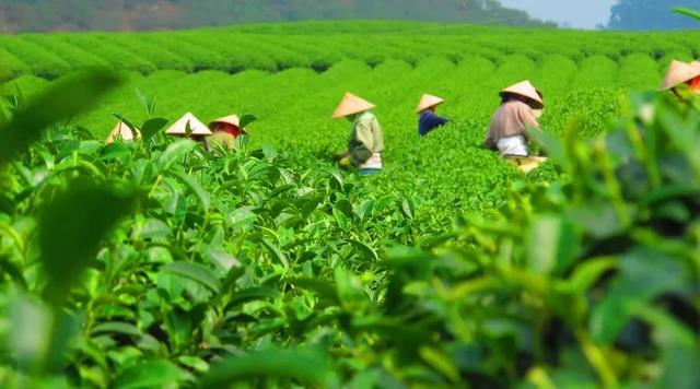 茶梗做枕头,什么茶做茶胚最好