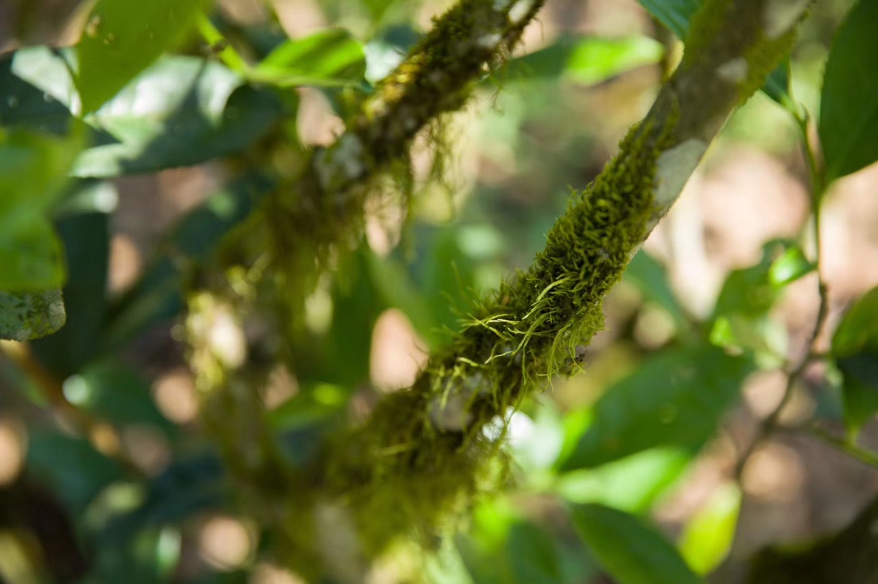 茶梗做枕头,什么茶做茶胚最好