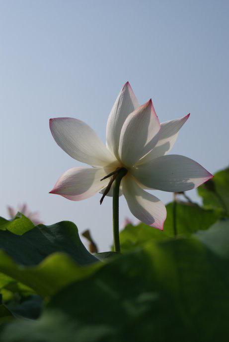 拍荷花用ps做成水墨画方法,ps怎样将拍的荷花p得漂亮免费教程