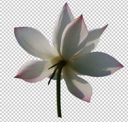 拍荷花用ps做成水墨画方法,ps怎样将拍的荷花p得漂亮免费教程