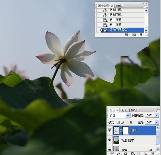 拍荷花用ps做成水墨画方法,ps怎样将拍的荷花p得漂亮免费教程
