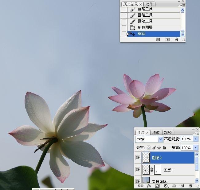 拍荷花用ps做成水墨画方法,ps怎样将拍的荷花p得漂亮免费教程