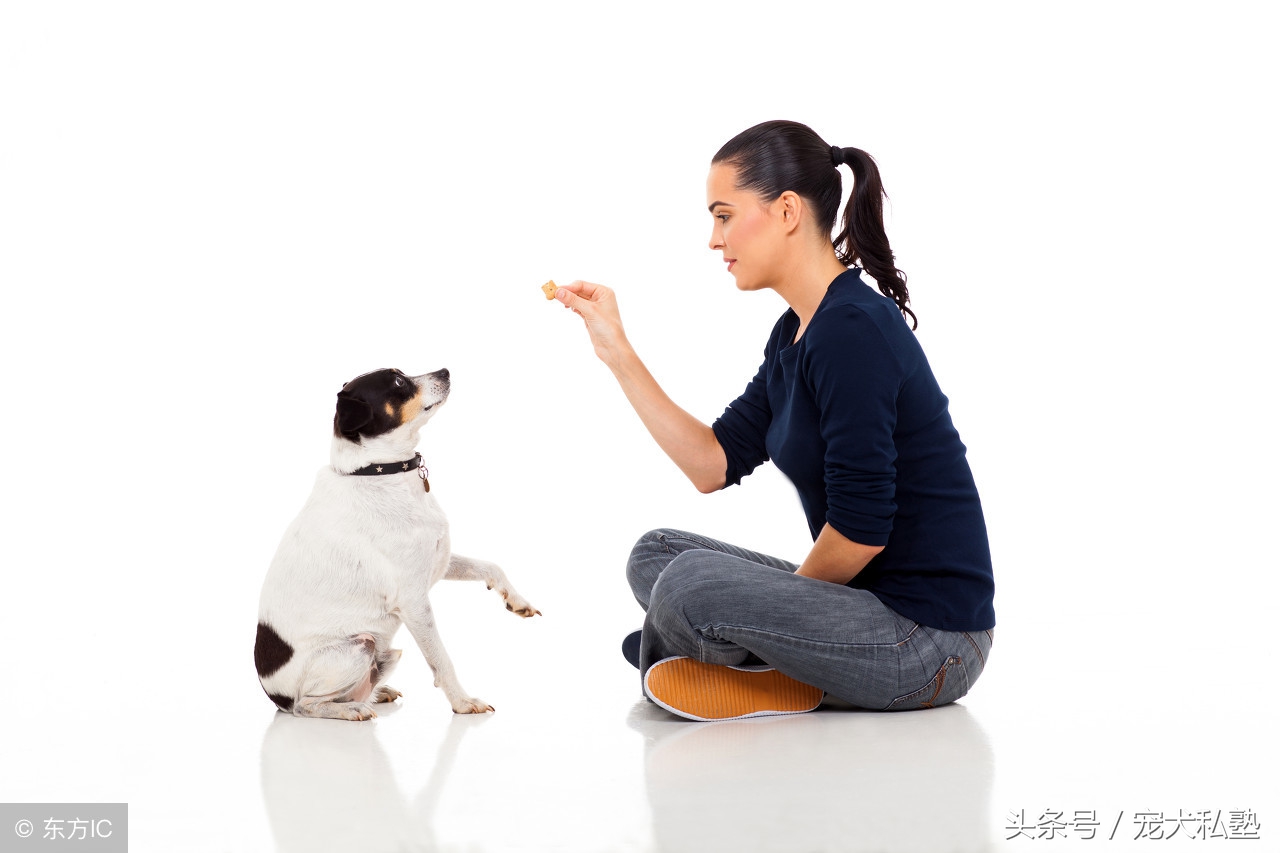 狗狗该如何驯养,训练狗狗100条规矩