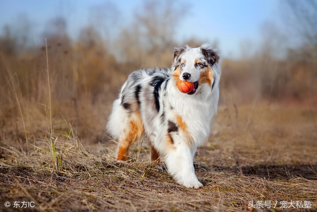 狗狗该如何驯养,训练狗狗100条规矩