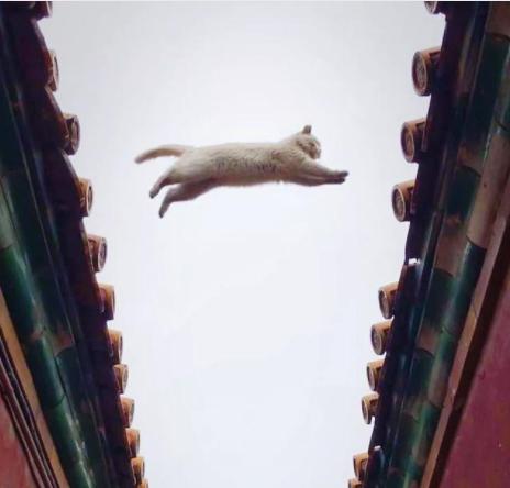 故宫里最出名的猫,北京故宫博物院的猫