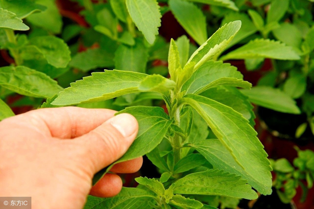 天然甜叶菊高级代糖,天然甜叶菊