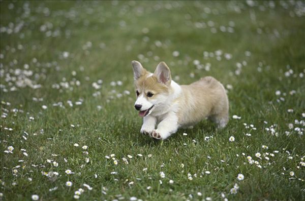 梅雨季节狗应该注意什么,雨季如何预防狗得皮肤病
