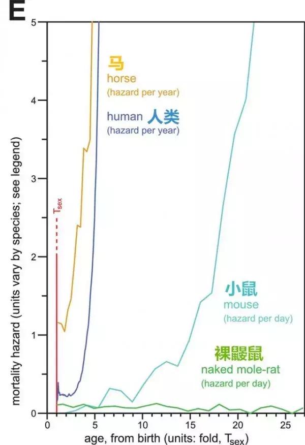 自愈能力最强的哺乳动物,唯一不会得癌症的哺乳动物