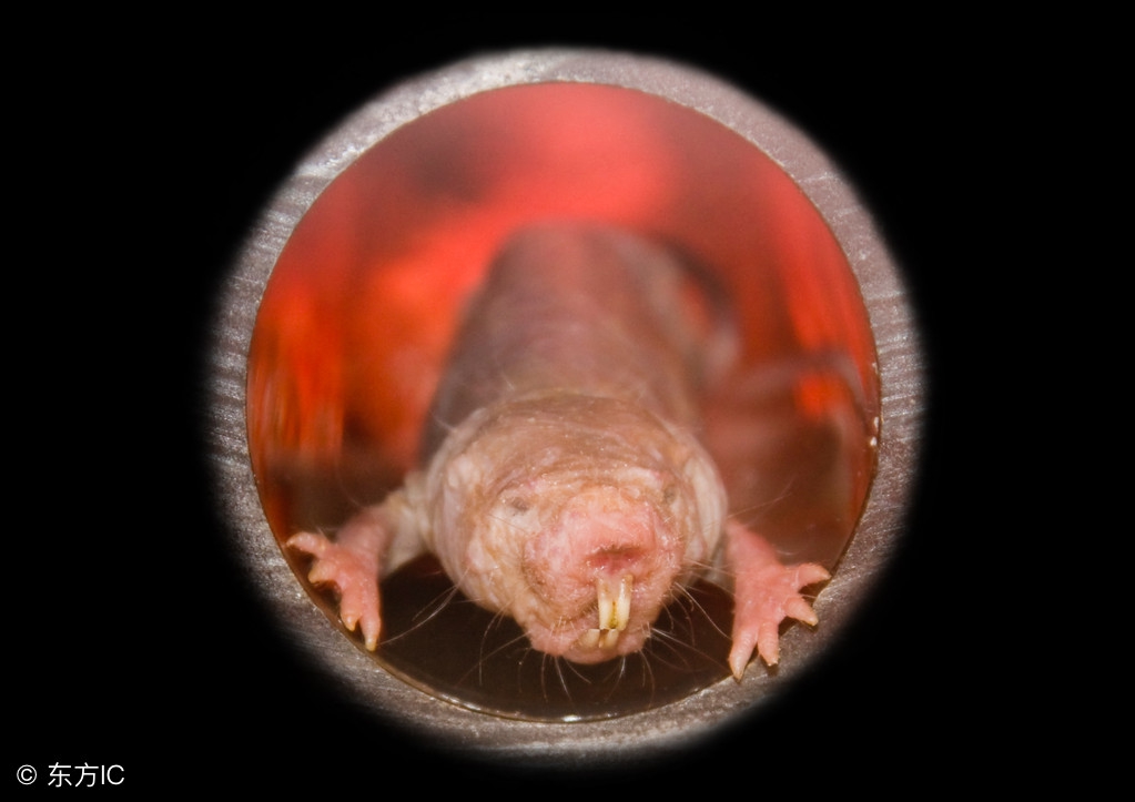 自愈能力最强的哺乳动物,唯一不会得癌症的哺乳动物