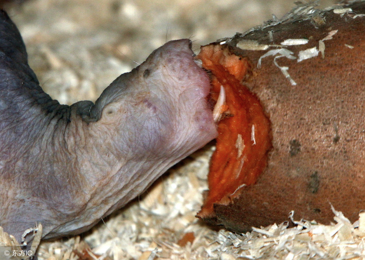 自愈能力最强的哺乳动物,唯一不会得癌症的哺乳动物