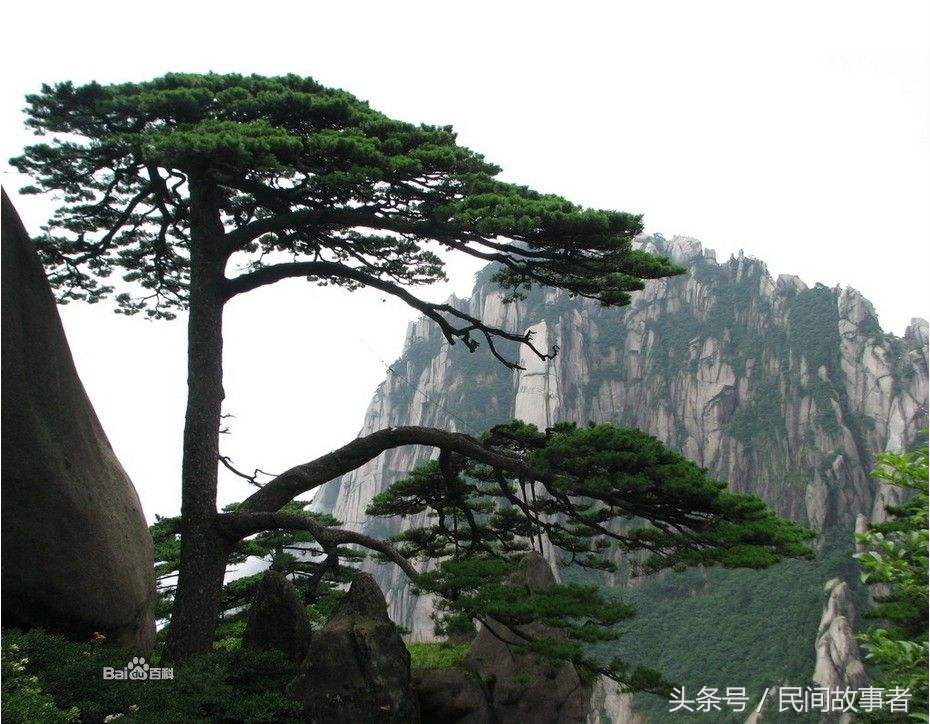 吉祥好听植物名,吉祥树意思