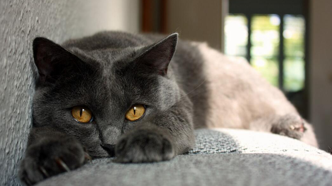 猫咪也有焦虑症？快学会7个治疗方法！