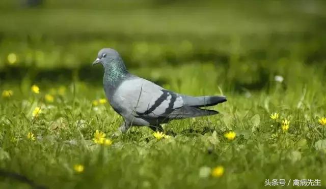 霉菌解决方案,养殖必看