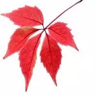 曾经沧海难为水,尝罢春笋不知鲜