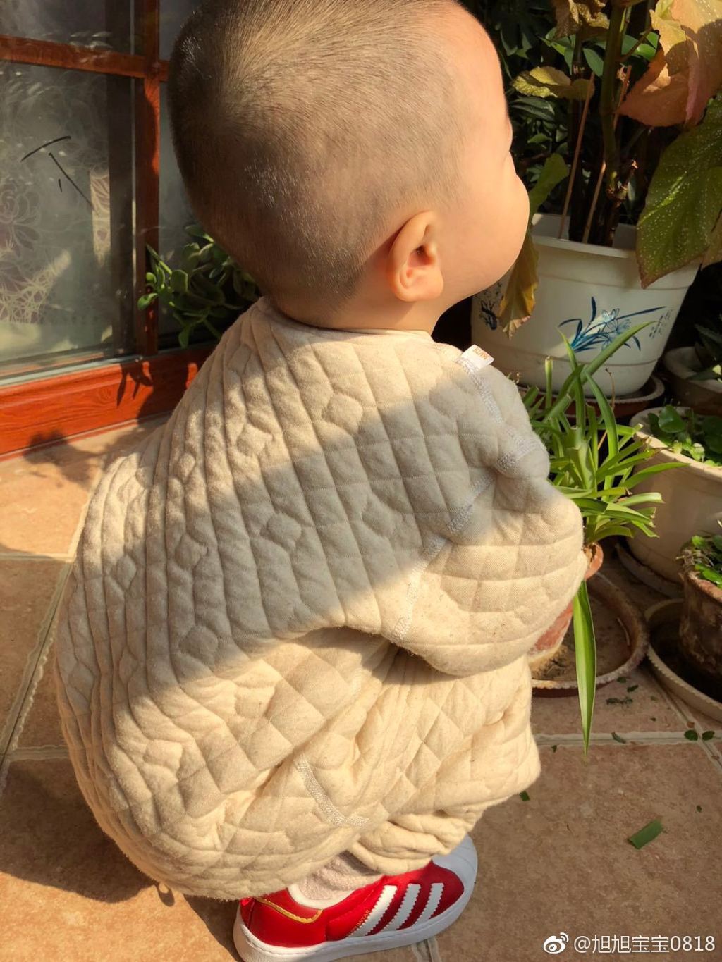 旭旭宝宝的深度解析,旭旭宝宝人生