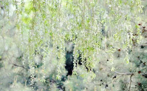 过敏性鼻炎皮肤过敏什么时候能好,春季过敏鼻炎的最佳解决方法