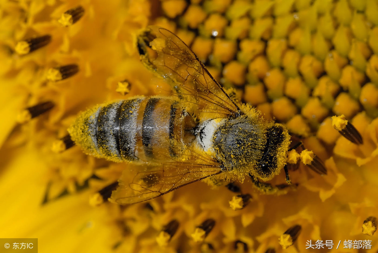 白糖水养蜂的正确方法,白糖水养蜂怎样制作