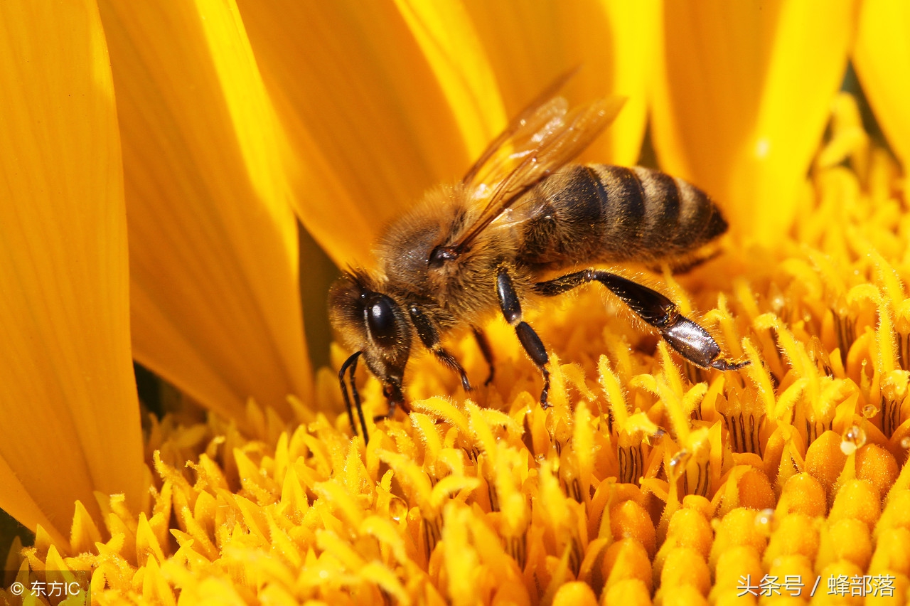 白糖水养蜂的正确方法,白糖水养蜂怎样制作