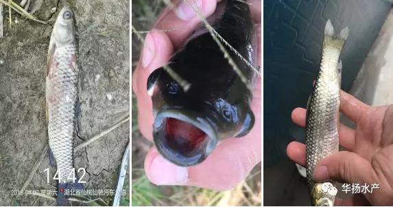 近期草鱼苗死亡量大的原因,草鱼死亡防控措施