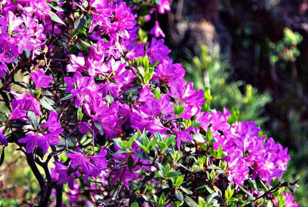 【春醒·忆老家踏青赏花季】2018年第三届尧山山花节，一个见证爱情的地方