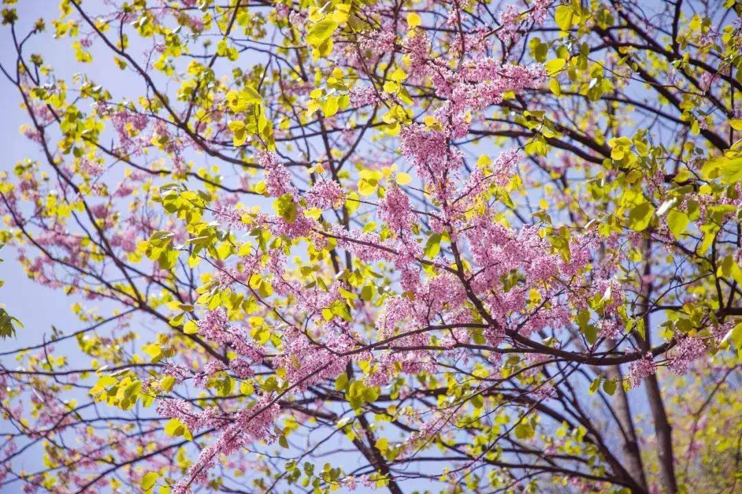 【春醒·忆老家踏青赏花季】2018年第三届尧山山花节，一个见证爱情的地方
