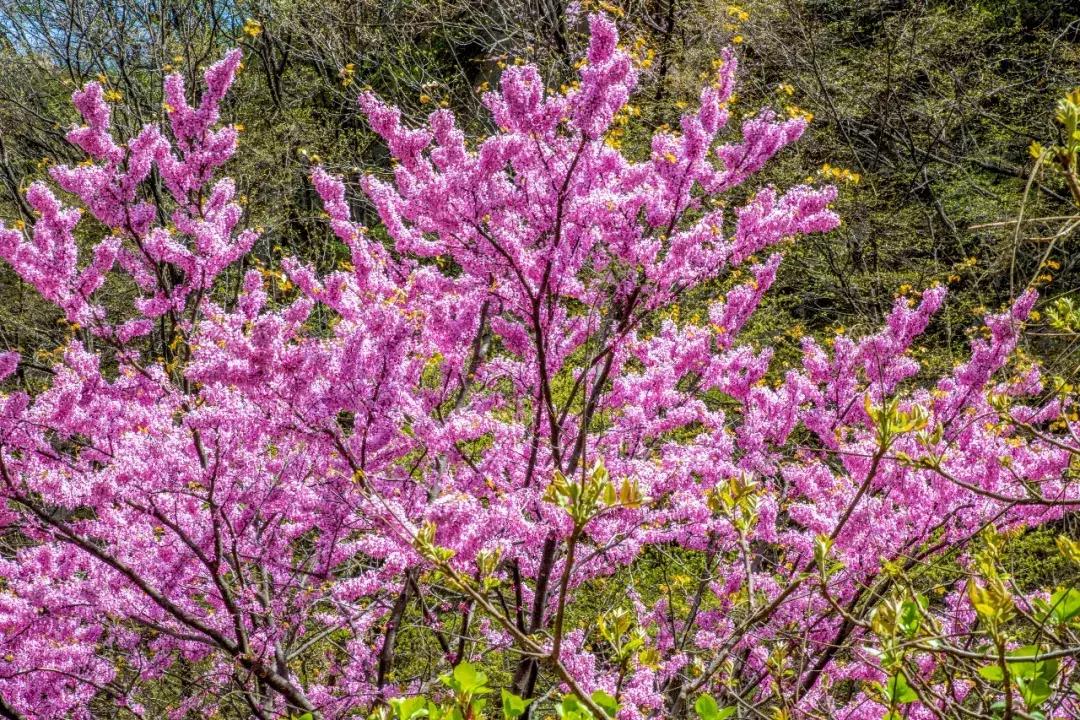【春醒·忆老家踏青赏花季】2018年第三届尧山山花节，一个见证爱情的地方