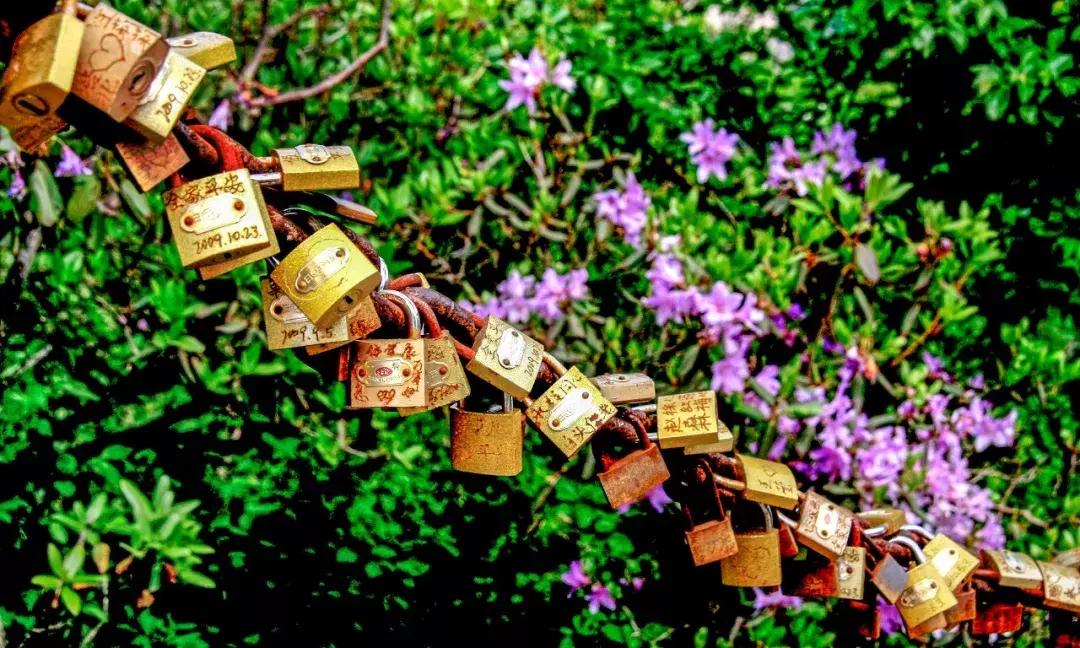 【春醒·忆老家踏青赏花季】2018年第三届尧山山花节，一个见证爱情的地方