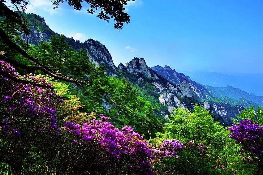 【春醒·忆老家踏青赏花季】2018年第三届尧山山花节，一个见证爱情的地方