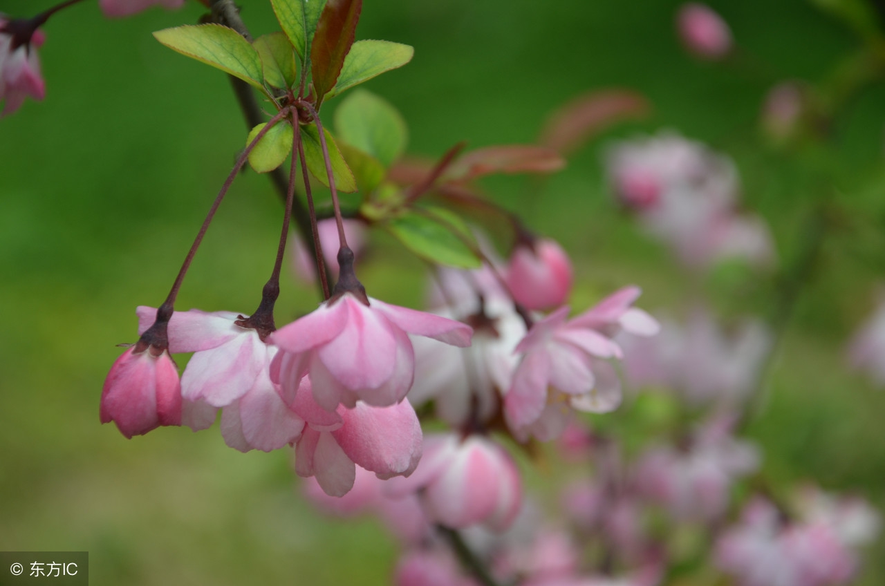 开到荼蘼花事了尘缘尽,花到荼蘼花事了寂寞独留彼岸花