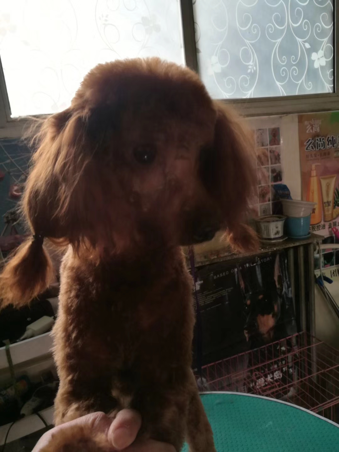 网上买狗被骗知道商家收钱吗,网上买狗狗被骗