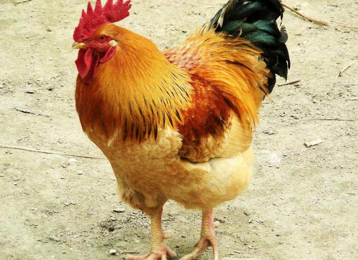 家鸡由哪种动物驯化而来,家鸡的种类有哪些