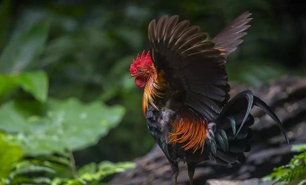 家鸡由哪种动物驯化而来,家鸡的种类有哪些
