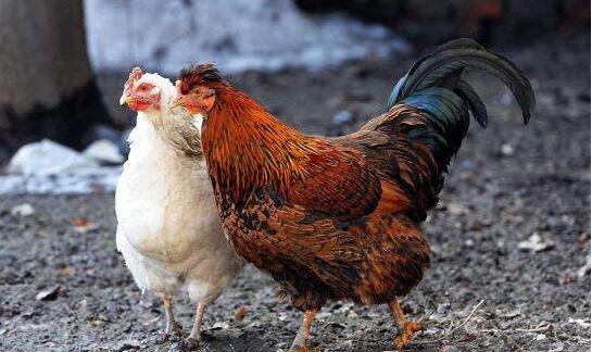 家鸡由哪种动物驯化而来,家鸡的种类有哪些