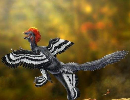 家鸡由哪种动物驯化而来,家鸡的种类有哪些