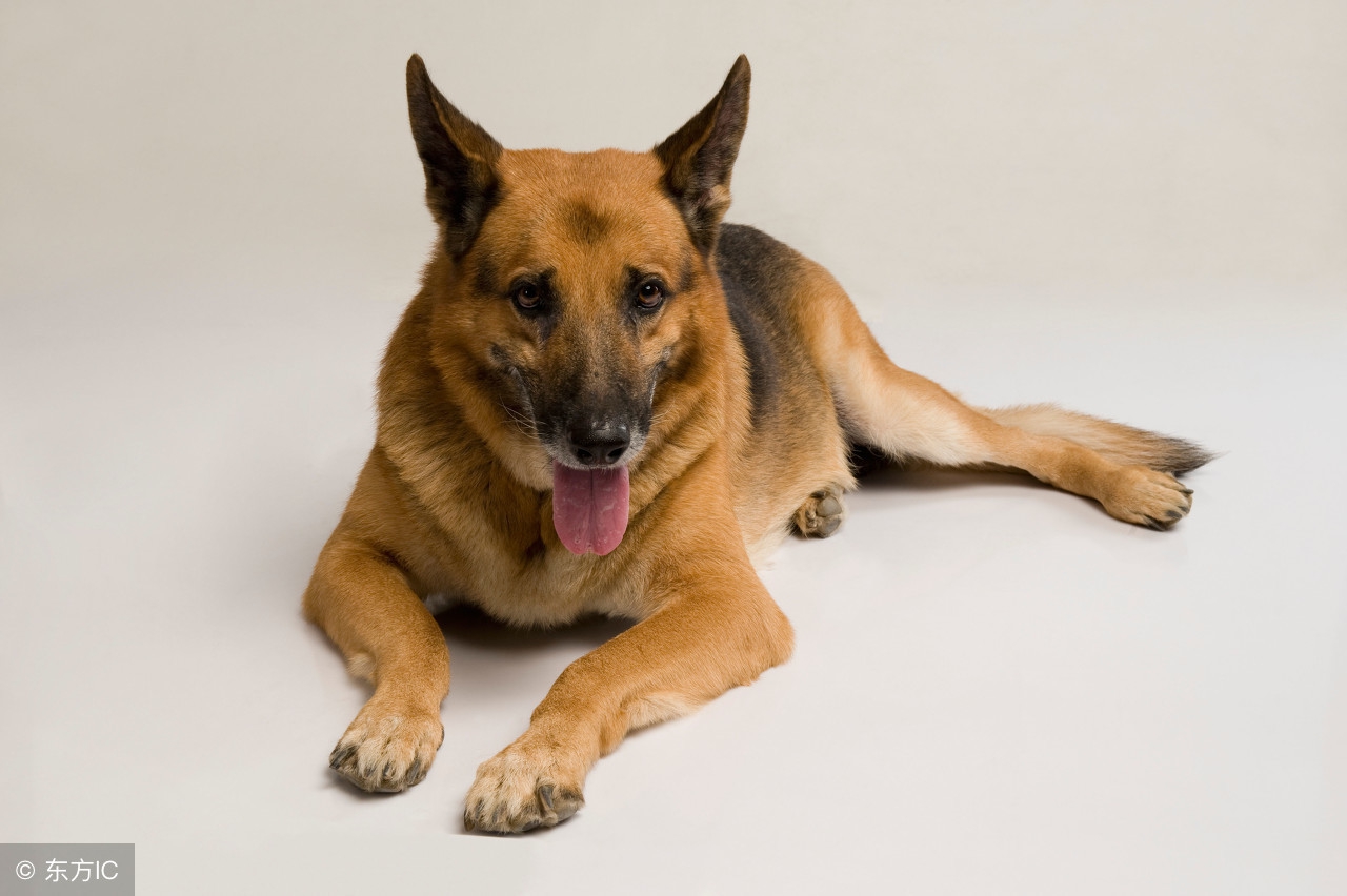 家养犬发情怎么办,德牧发情后病了还能配种吗