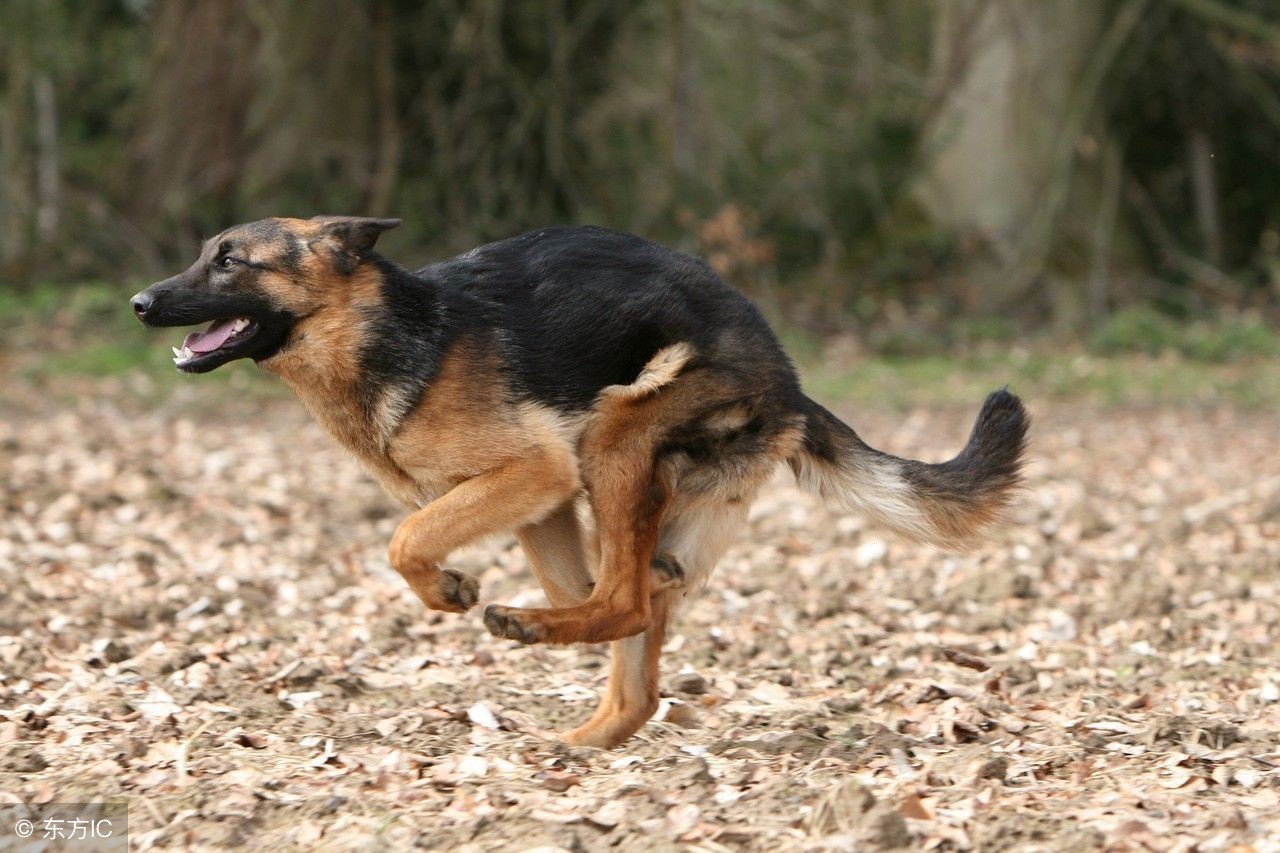 家养犬发情怎么办,德牧发情后病了还能配种吗
