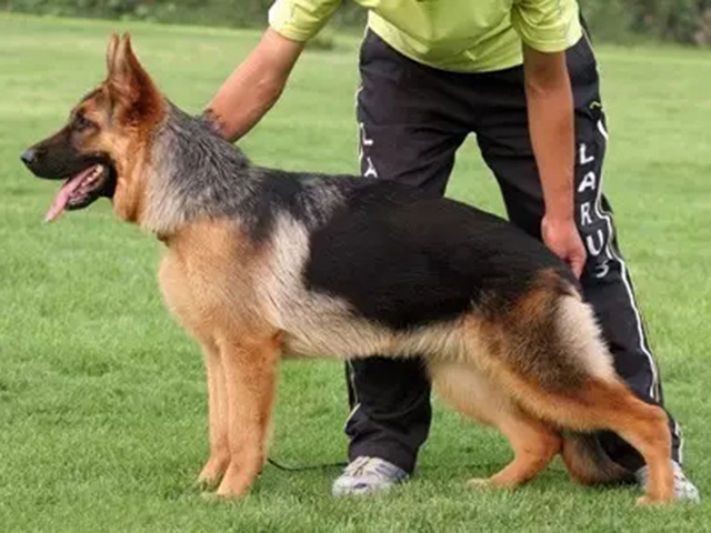 家养犬发情怎么办,德牧发情后病了还能配种吗