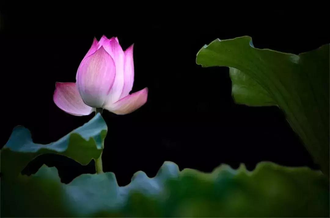 如何用手机拍出黑背景的花,oppo手机怎么拍黑背景图片