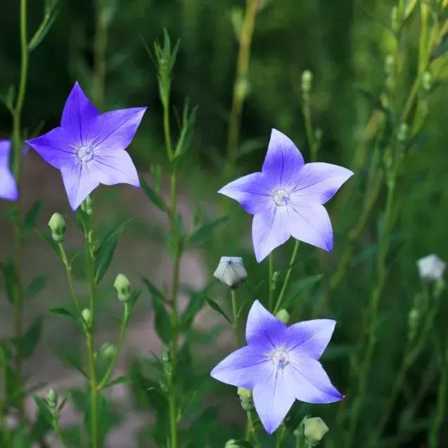 300种园林植物栽培与应用,苗木种植园林绿化