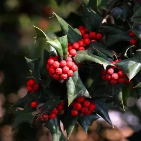 300种园林植物栽培与应用,苗木种植园林绿化